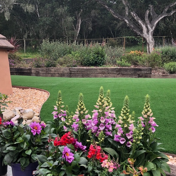 Meet your Posher, Christine and Bridgette🐾 - Picture 12 of 16